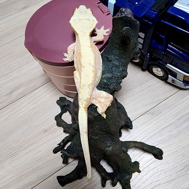 노멀 쿼드 핀스트라이프