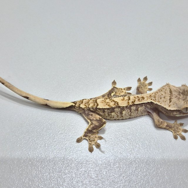 노멀 익스트림할리퀸 크림