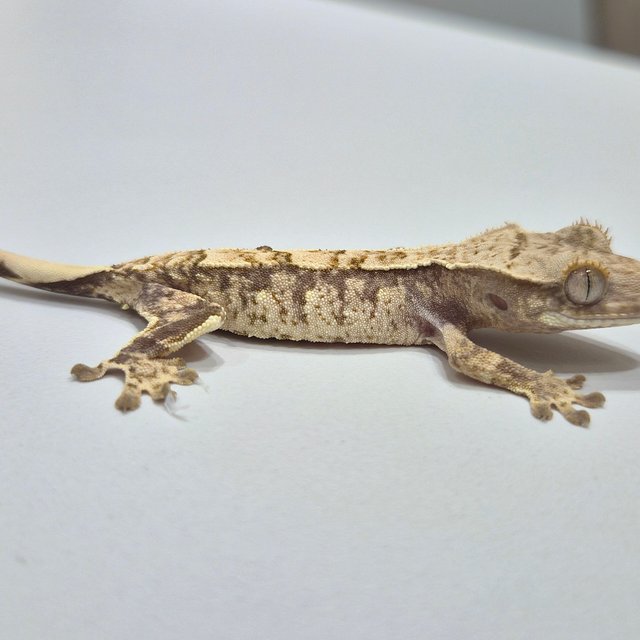 노멀 익스트림할리퀸 크림