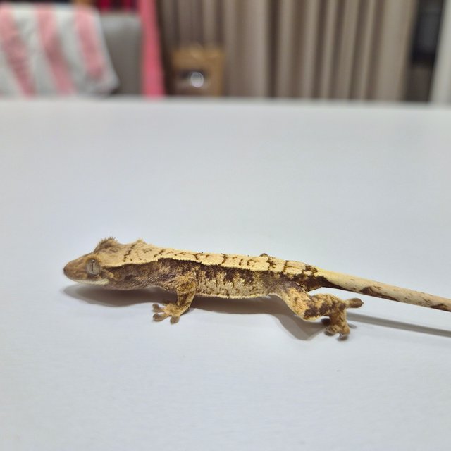 노멀 익스트림할리퀸 크림