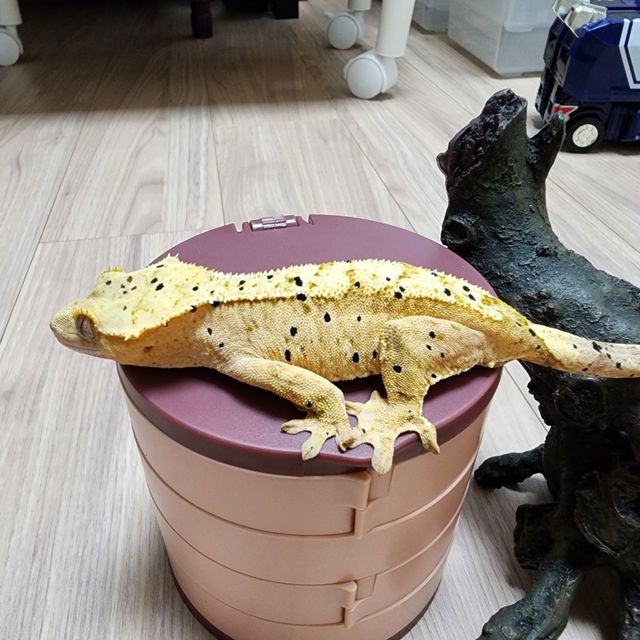 노멀 달마시안