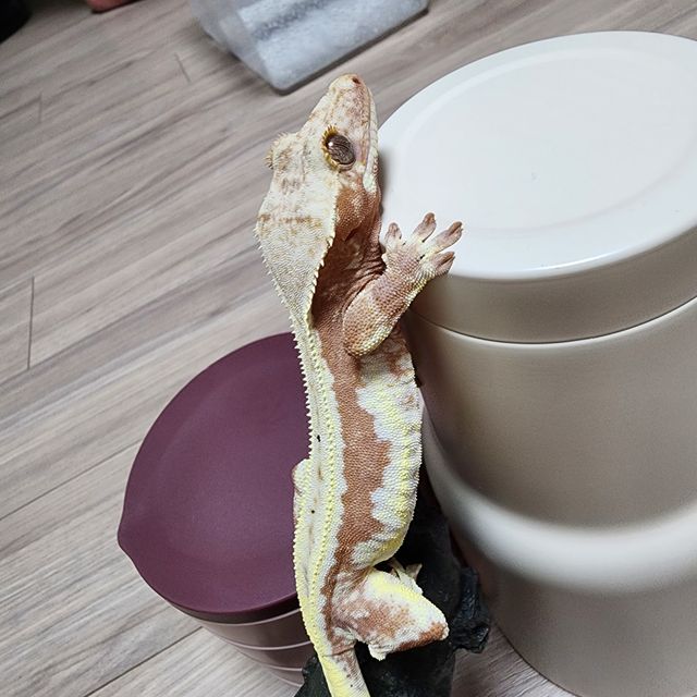 릴리화이트