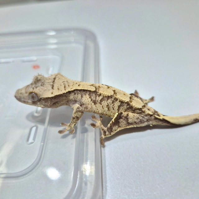 노멀 익스트림할리퀸 크림