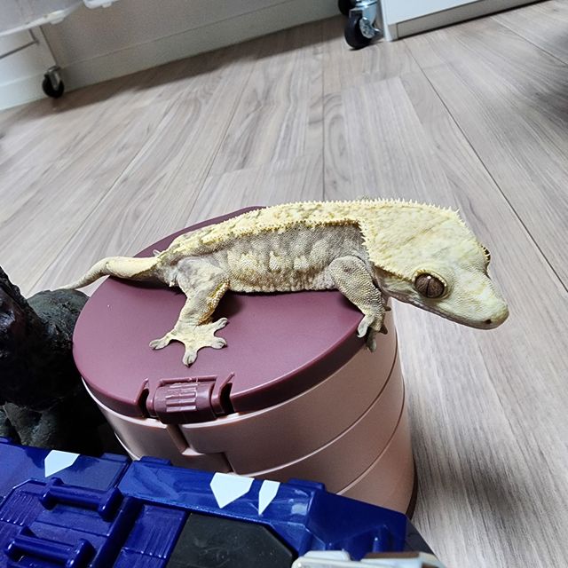 노멀 쿼드
