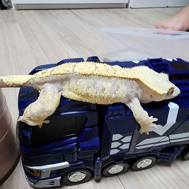 노멀 할리퀸