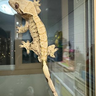 트라이 익스트림할리퀸 텐저린