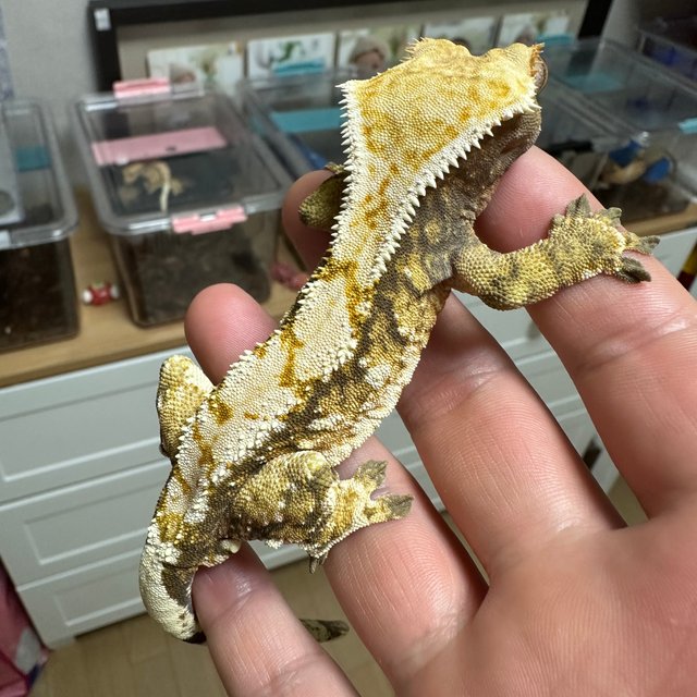 트라이 익스트림할리퀸