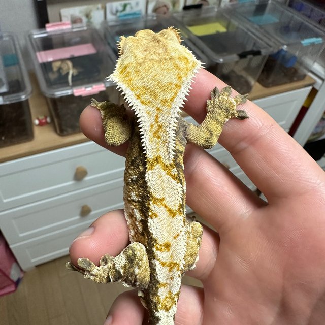 트라이 익스트림할리퀸