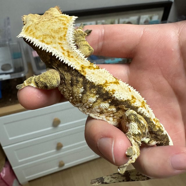 트라이 익스트림할리퀸