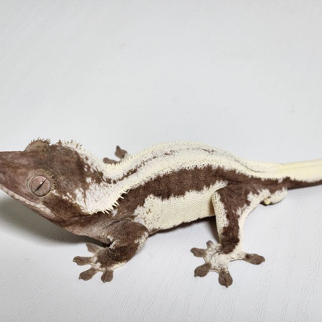 릴잔틱