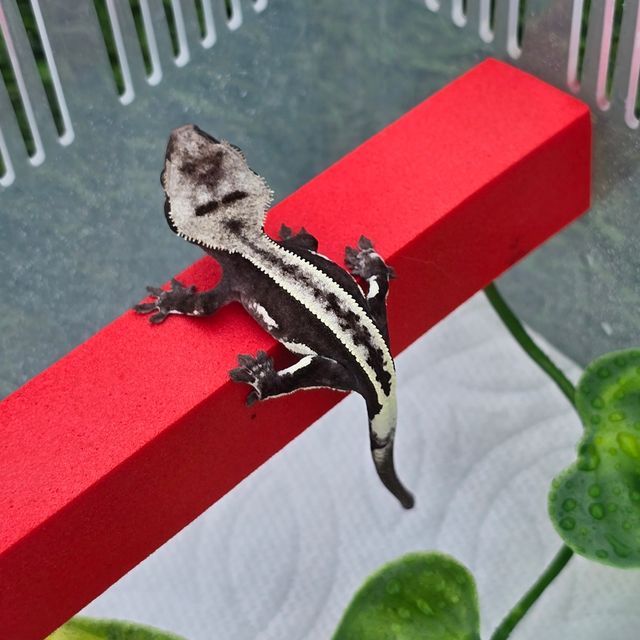 아잔틱