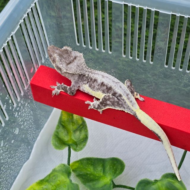 릴잔틱