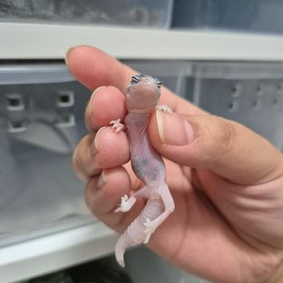 화이트아웃 카라멜 오레오 헷 줄루 헷 고스트