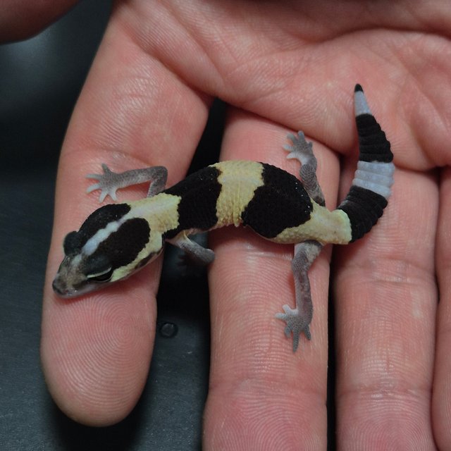 노멀 헷 오레오 헷 줄루 헷 고스트 헷 카라멜