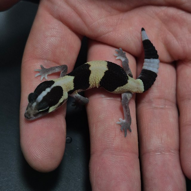 노멀 헷 오레오 헷 줄루 헷 고스트 헷 카라멜