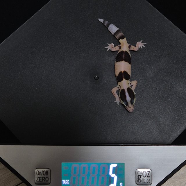 화이트아웃 헷 오레오 헷 줄루 헷 카라멜