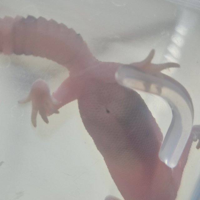 노멀 헷 오레오 헷 줄루 헷 고스트 헷 카라멜