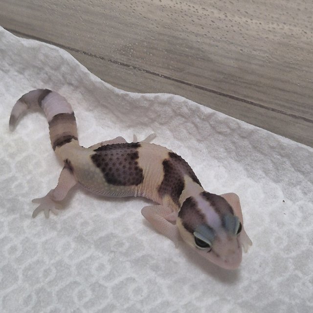 노멀 헷 오레오 헷 줄루 헷 고스트 헷 카라멜