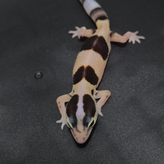 화이트아웃 헷 오레오 헷 줄루 헷 카라멜