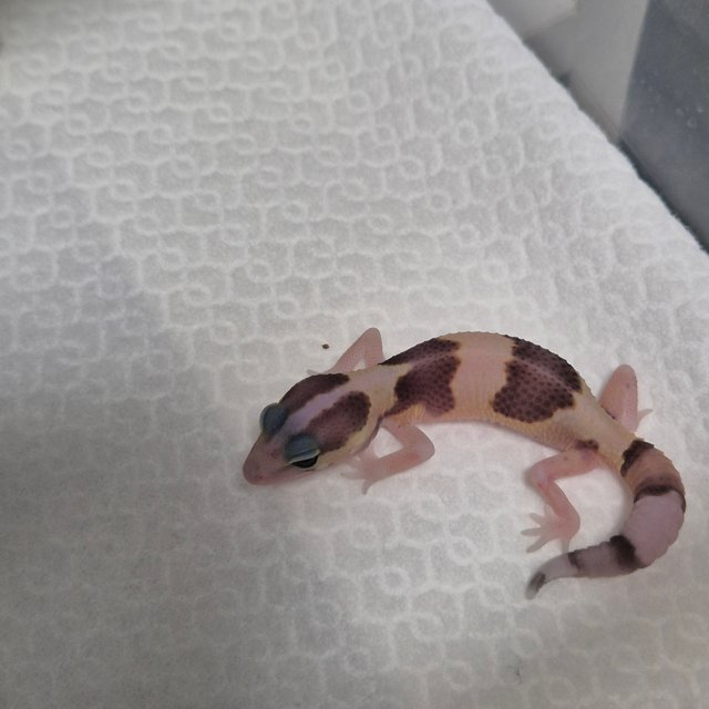 노멀 헷 오레오 헷 줄루 헷 고스트 헷 카라멜