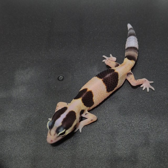 화이트아웃 헷 오레오 헷 줄루 헷 카라멜