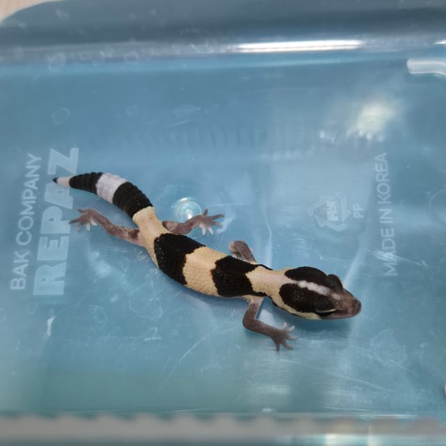 노멀 헷 오레오 헷 줄루 헷 고스트 헷 카라멜