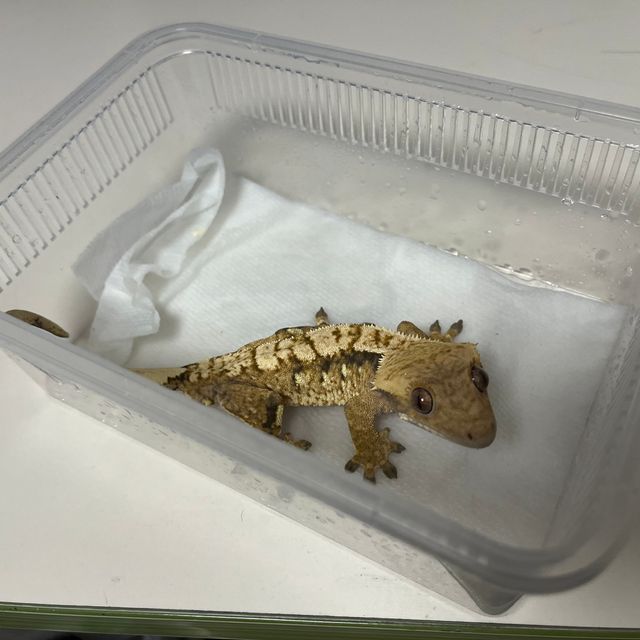 트라이