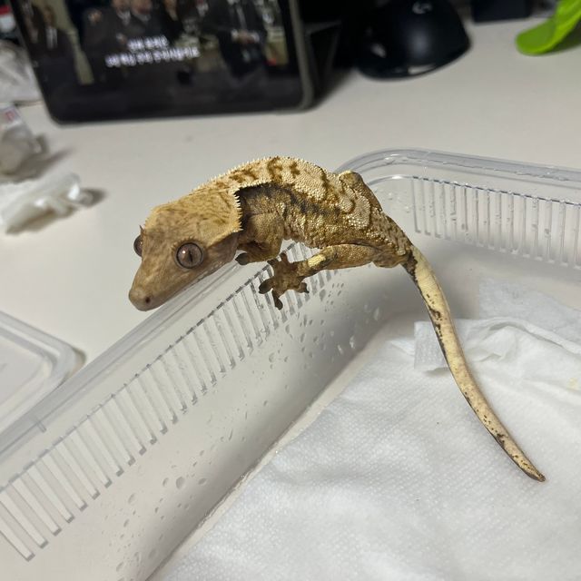트라이