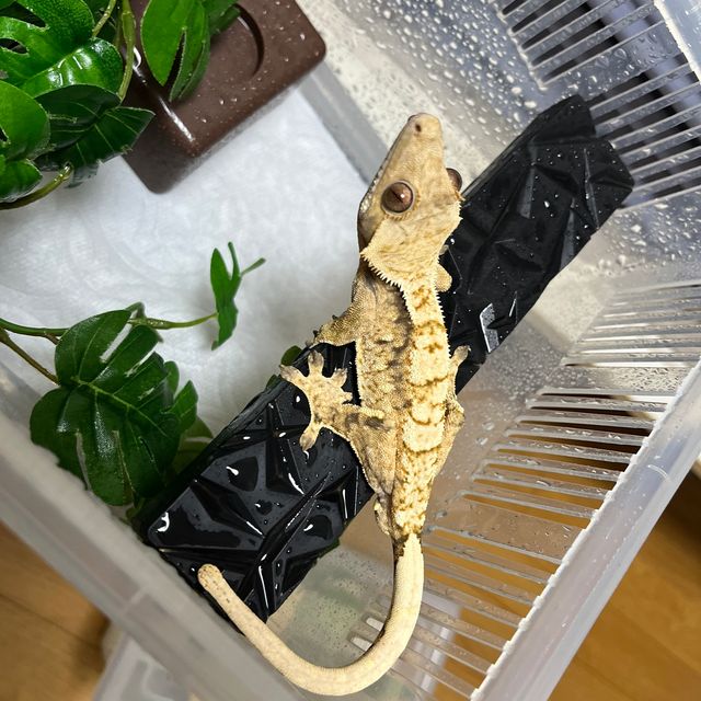 트라이