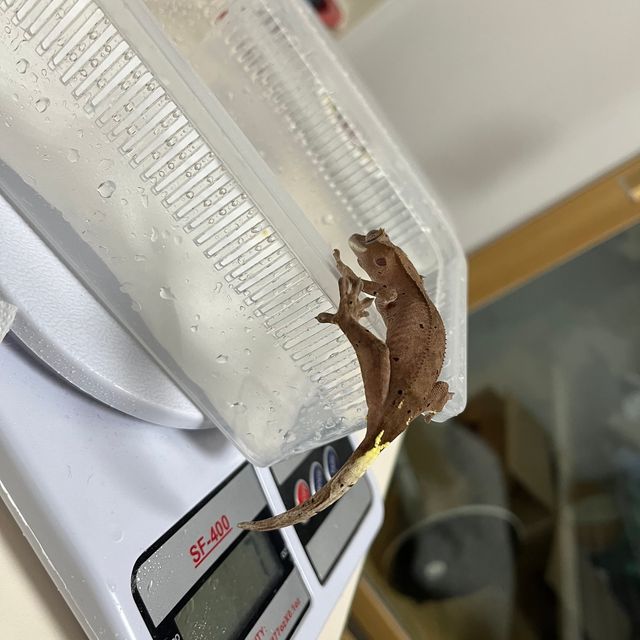 팬텀 카푸치노