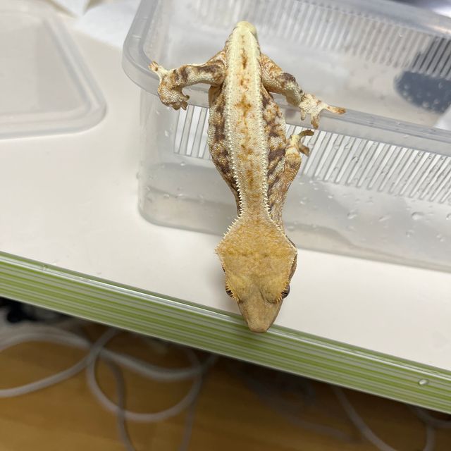 릴리화이트 트라이