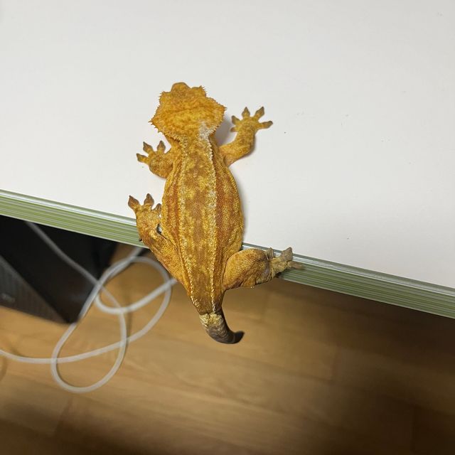 팬텀