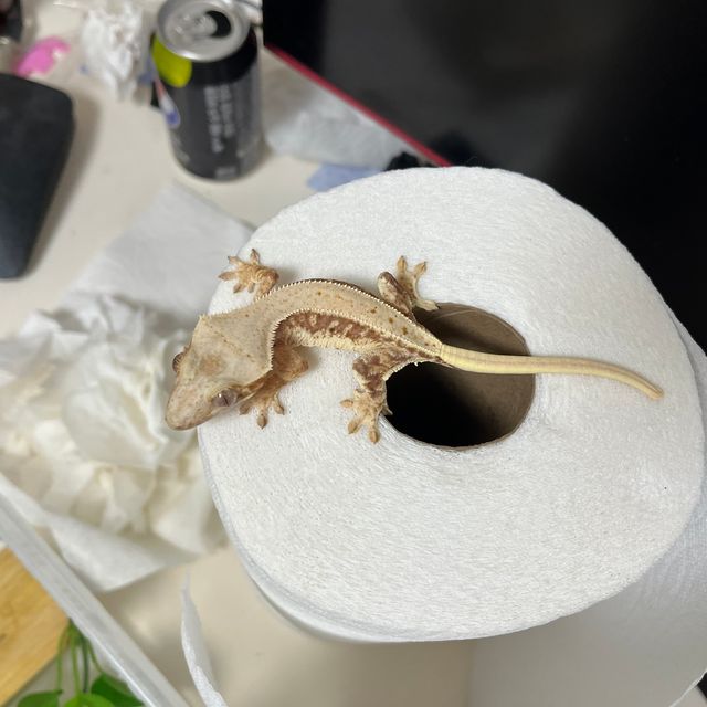 레드 릴리화이트