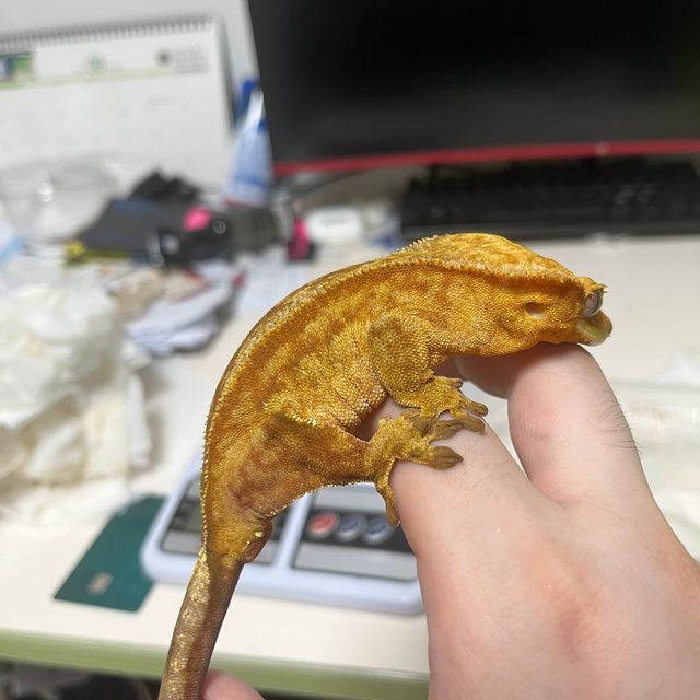 팬텀