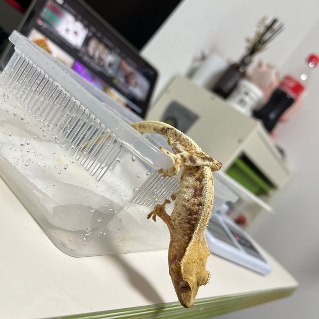 릴리화이트 트라이