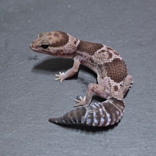 오레오 헷 아멜라니스틱 헷 카라멜