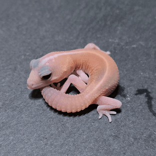 아멜라니스틱 패턴리스