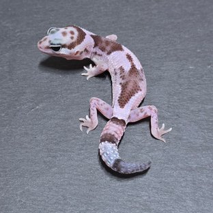 오레오 헷 패턴리스