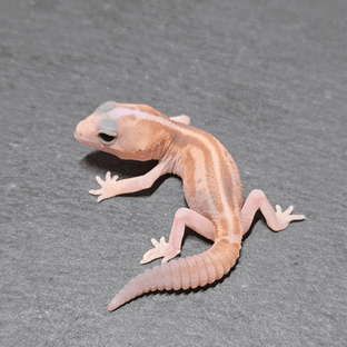 화이트아웃 아멜라니스틱 패턴리스