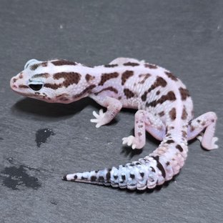 화이트아웃 오레오