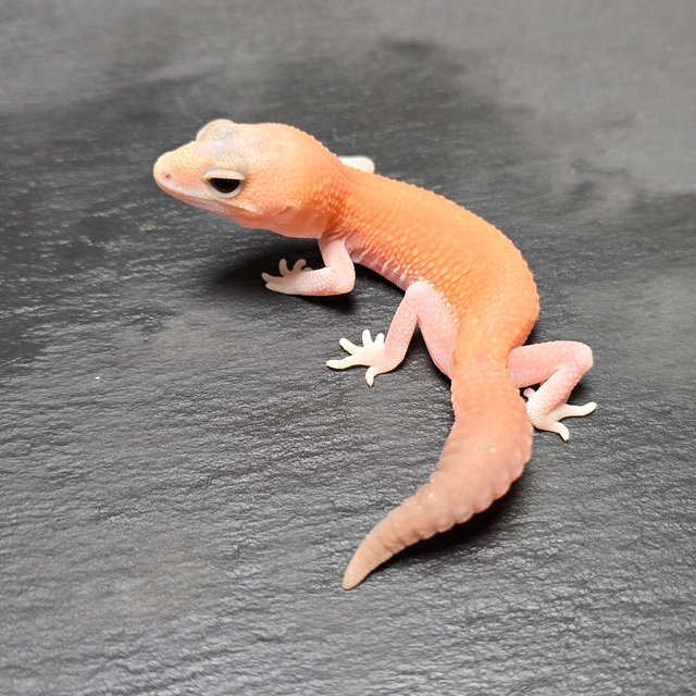 아멜라니스틱 패턴리스