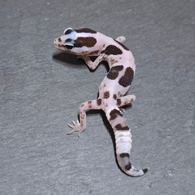 화이트아웃 오레오 헷 줄루