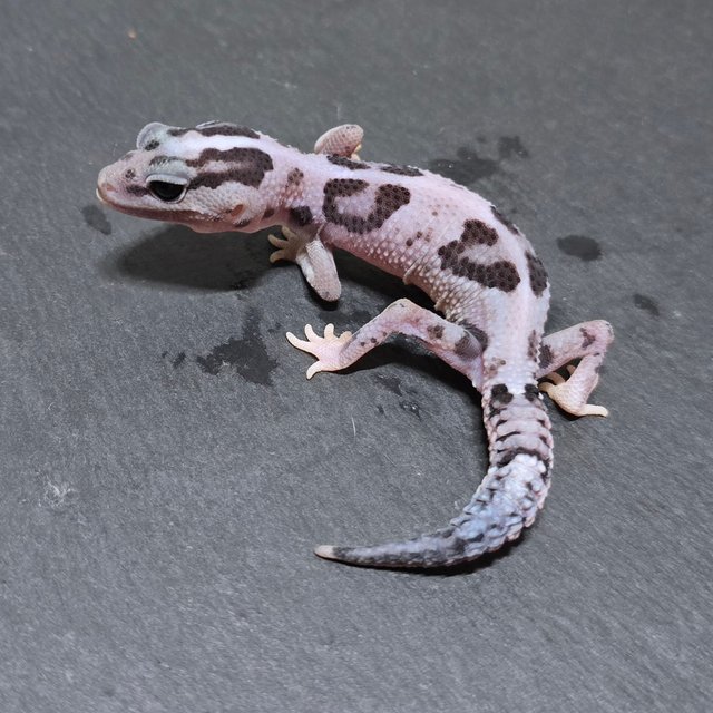 화이트아웃 오레오