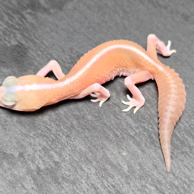 아멜라니스틱 패턴리스