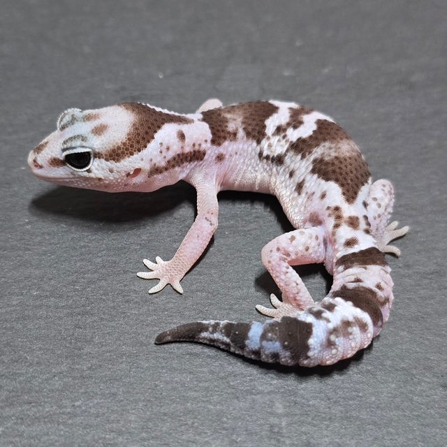 오레오 헷 고스트 헷 줄루 헷 카라멜