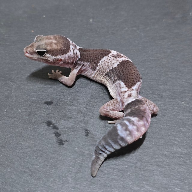 오레오 헷 고스트