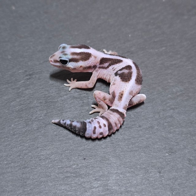 화이트아웃 오레오