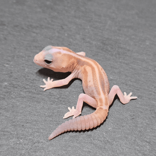 화이트아웃 아멜라니스틱 패턴리스