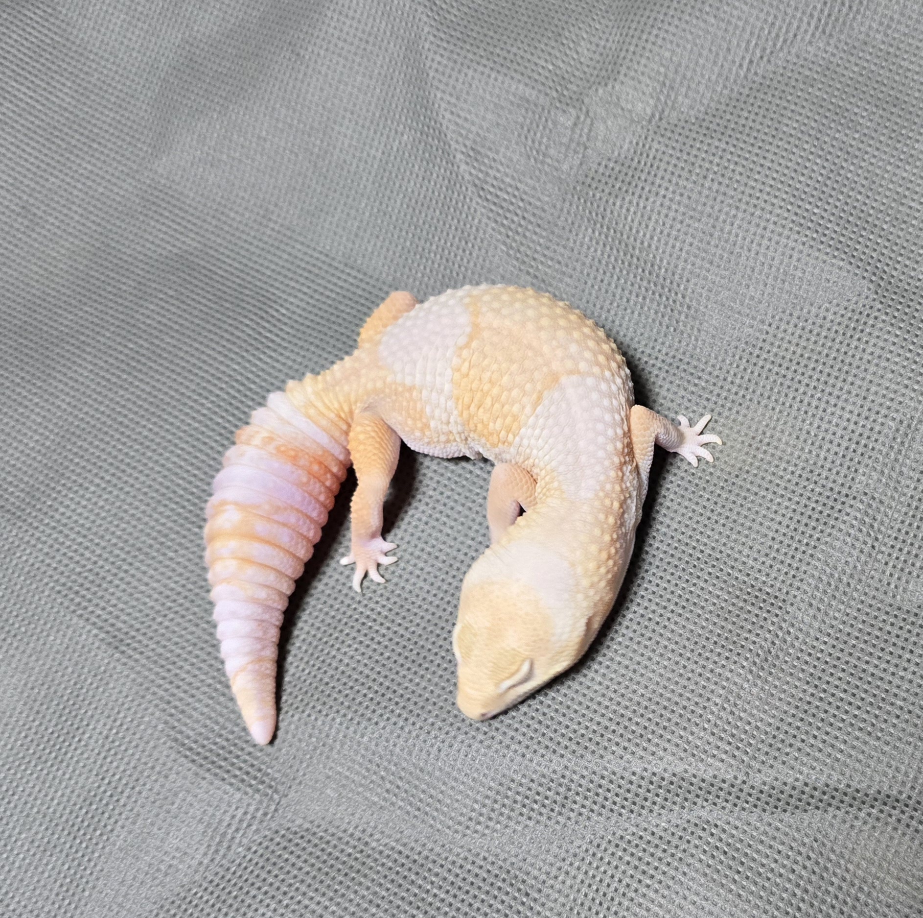 unknowngecko
