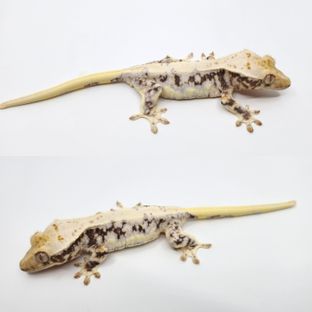 릴리화이트